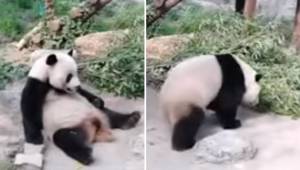 W chińskim zoo turyści postanowili obudzić pandę rzucając w nią kamieniami.